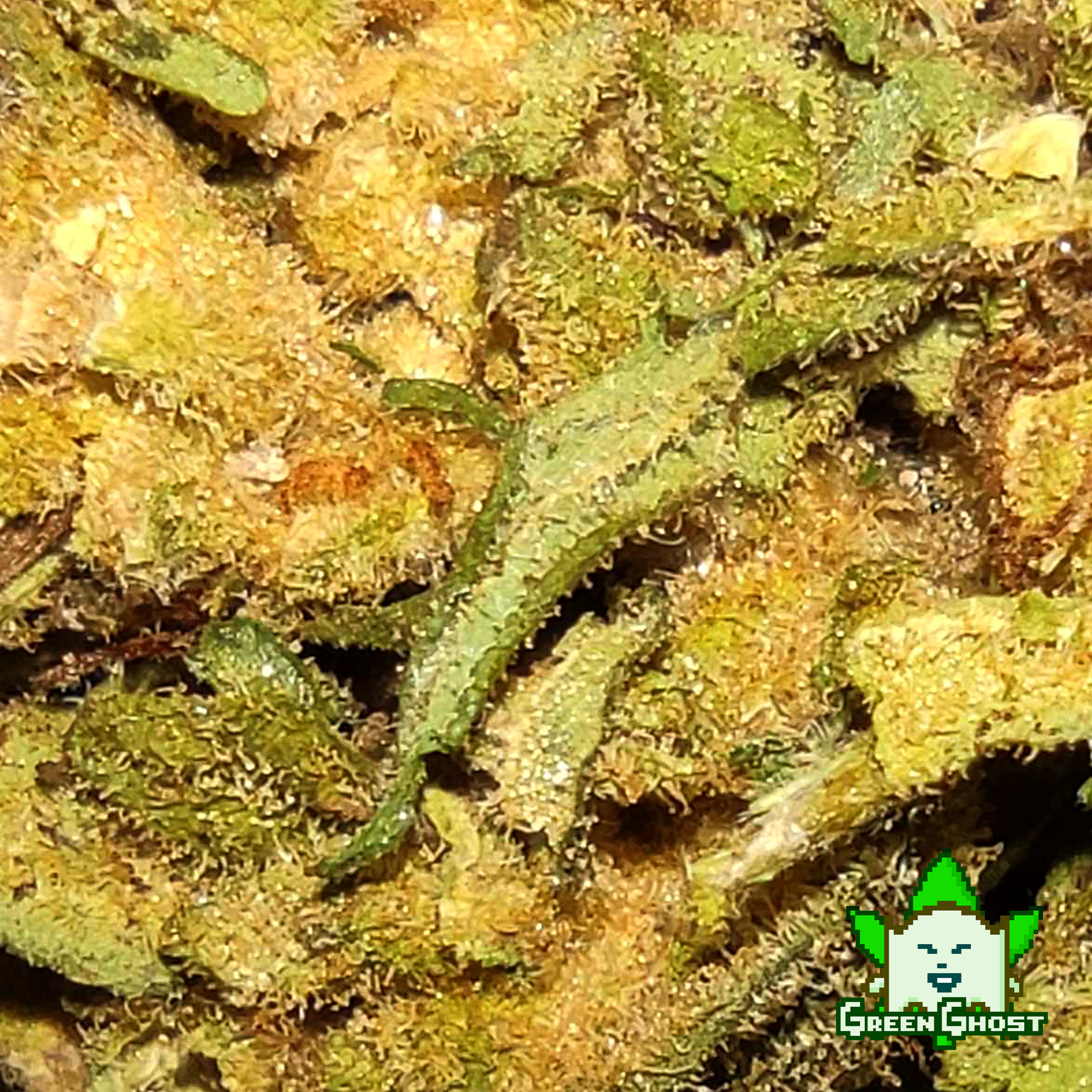 Amnesia Haze