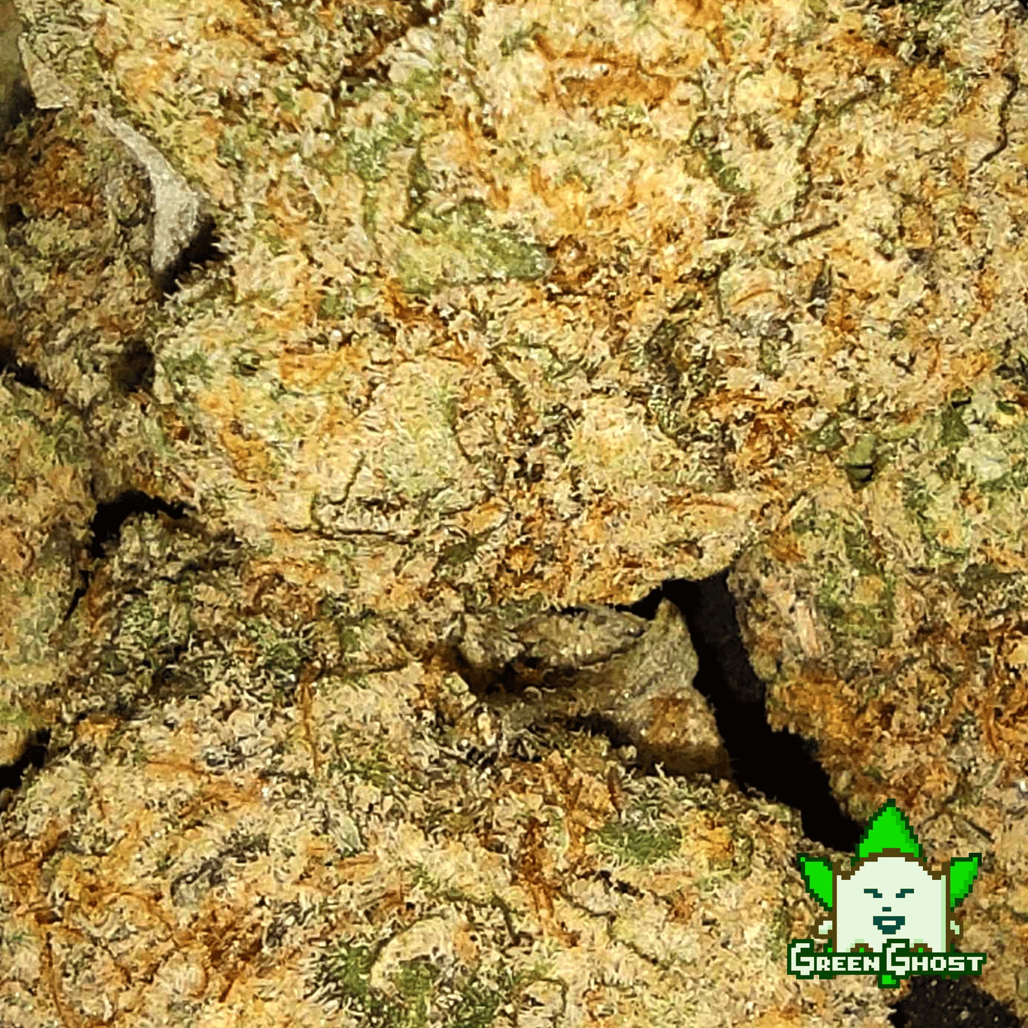 Apricot Oreoz