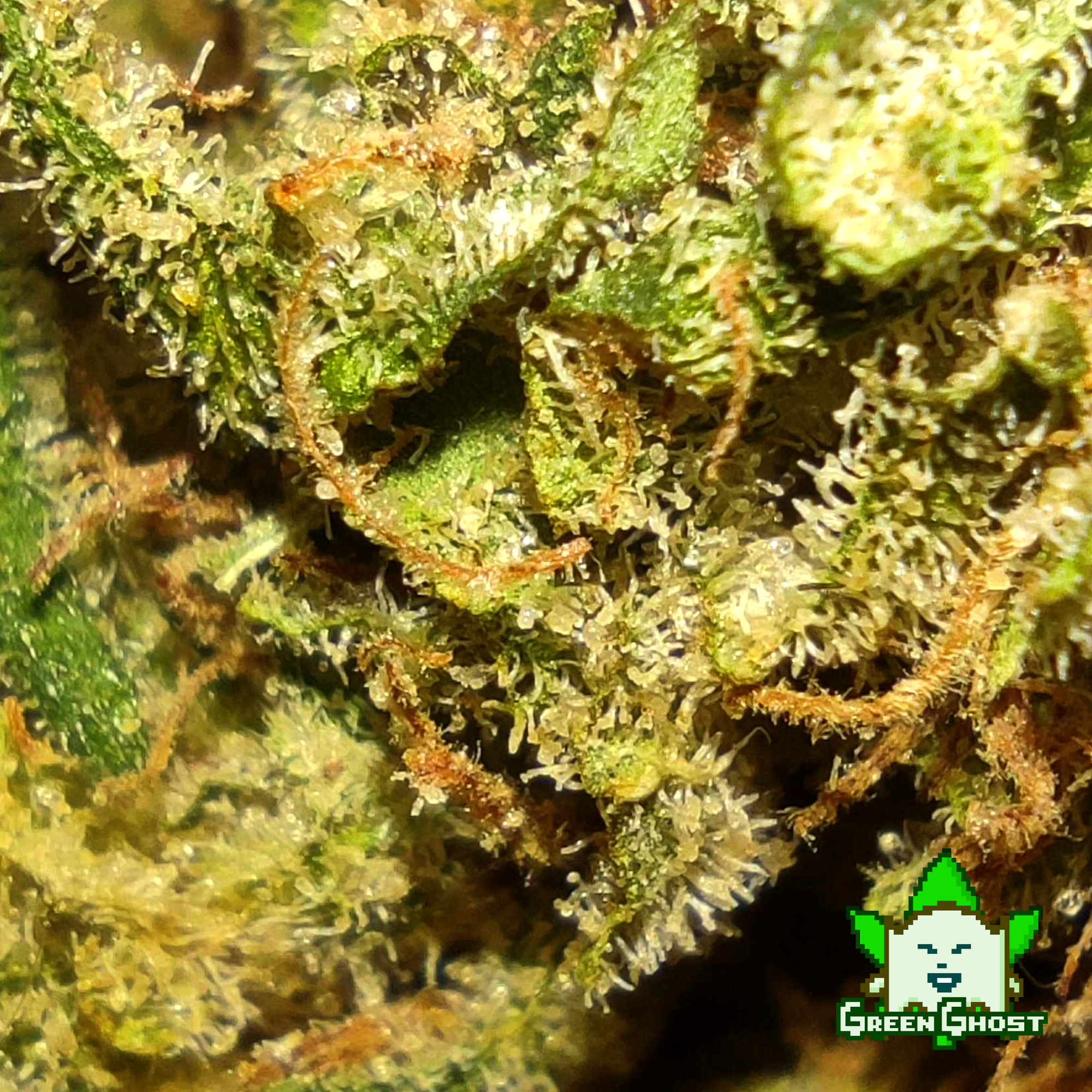 Forbidden Fruit