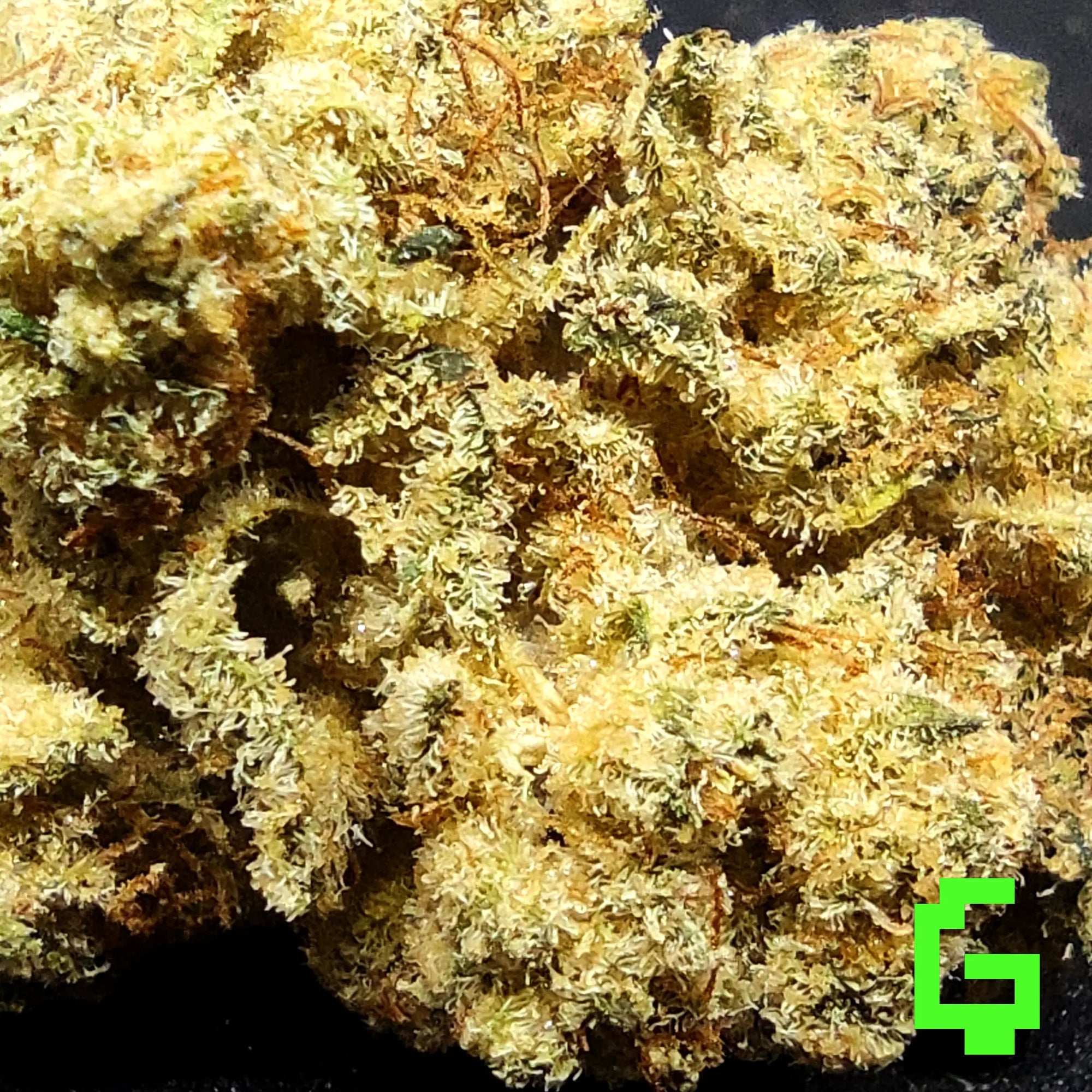 Gelato Runtz