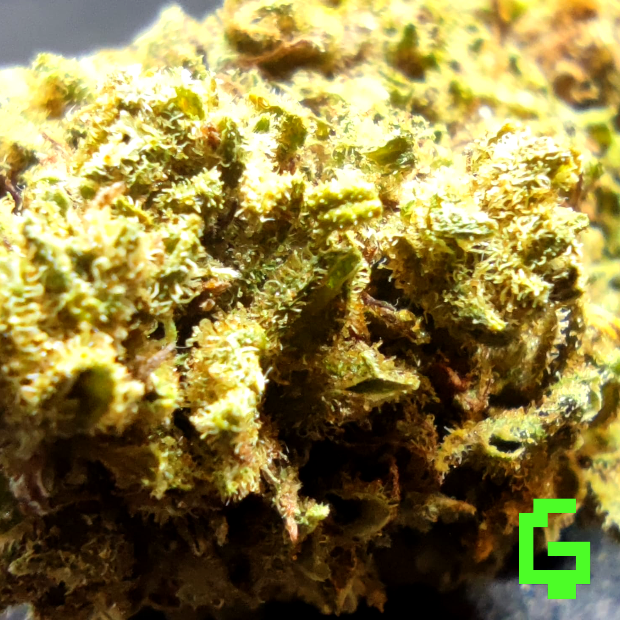 Jack Herer