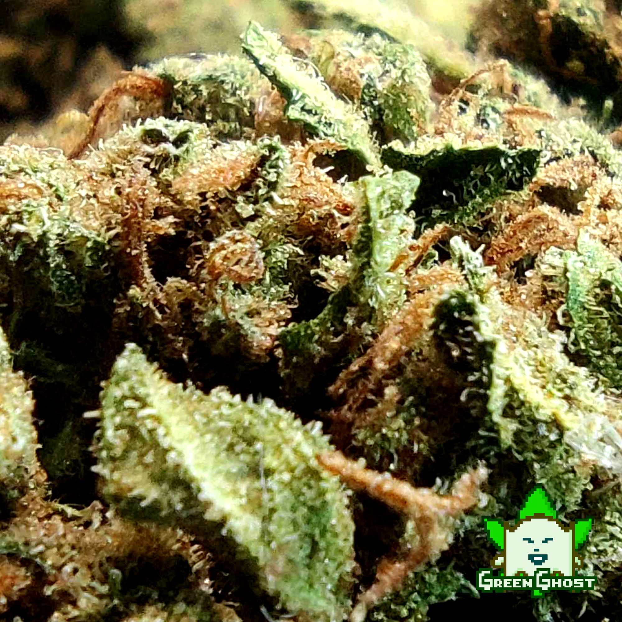 Northern Lights