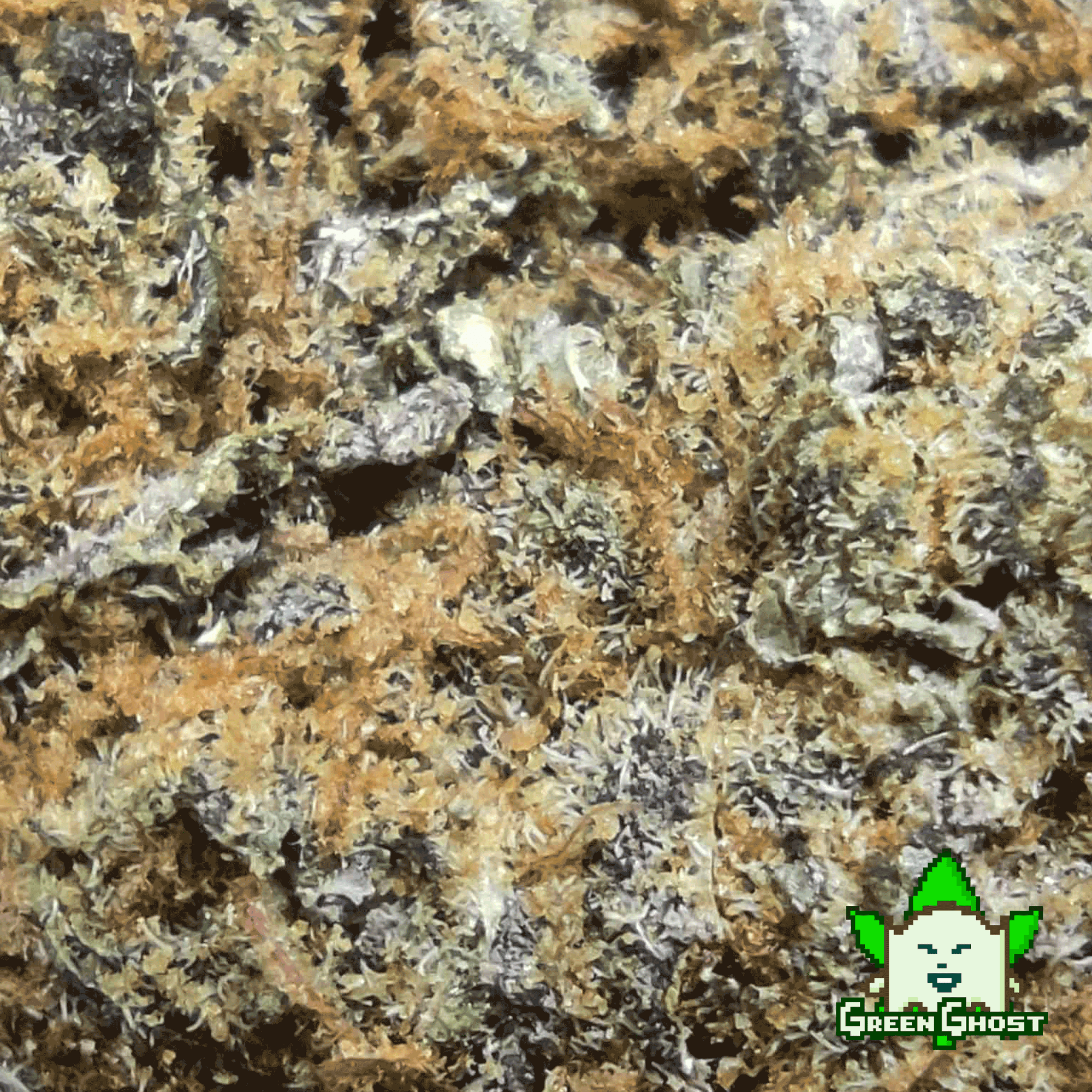 Og Kush